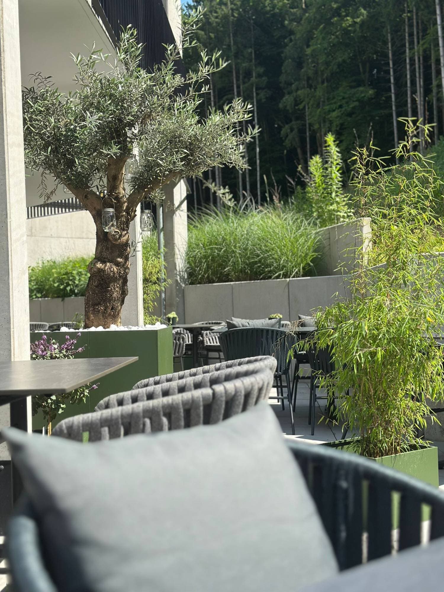 Terrasse von Wald & Wiese mit Olivenbaum, im Grünen am Waldrand